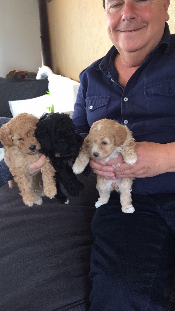 dog breed cane corso mastiff